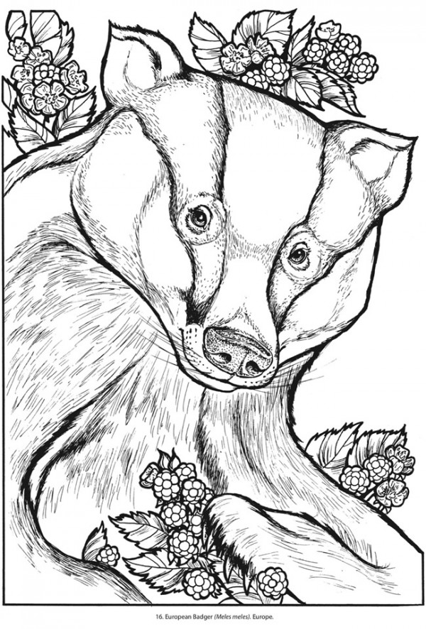 Freebie: Badger Coloring Page – Stamping