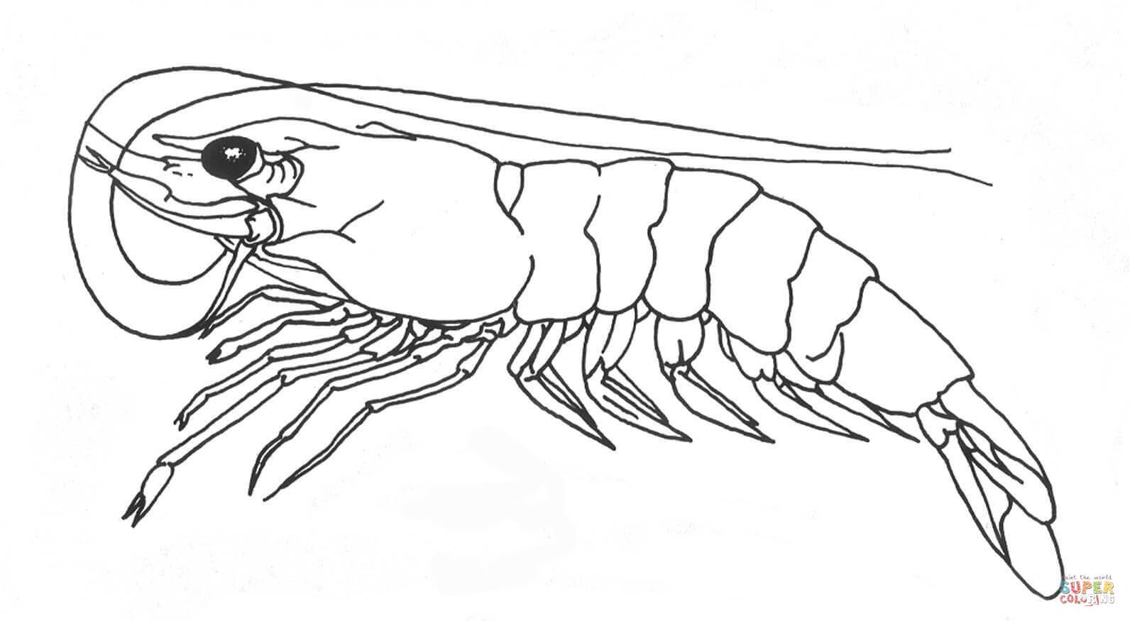 Shrimp coloring page from Shrimp category. Select from 27007 ...