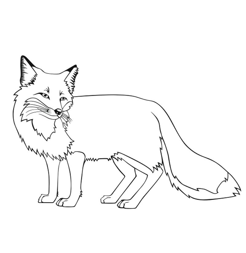 Fox Coloring Pages Easy