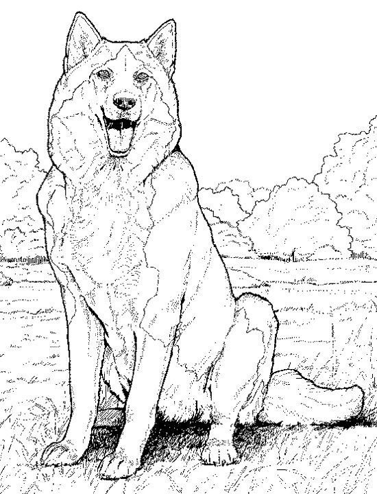 Husky Realistic Dog Coloring Pages #1576 Realistic Dog Coloring ...