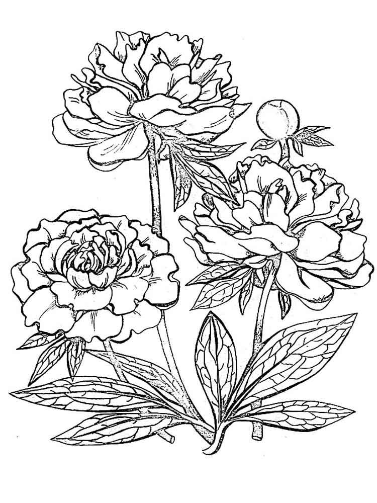 Peony Flower coloring pages. Download and print Peony Flower coloring pages  | Flower drawing, Flower pattern design prints, Rose coloring pages