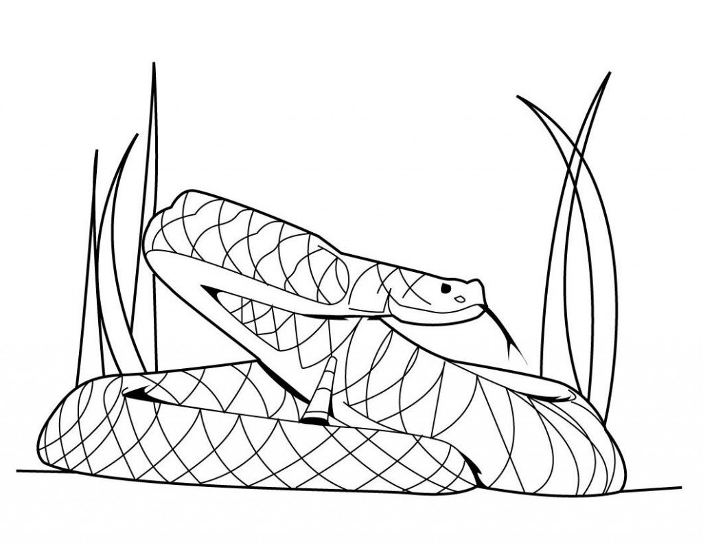 Printable Coloring Sheets Snakes - High Quality Coloring Pages