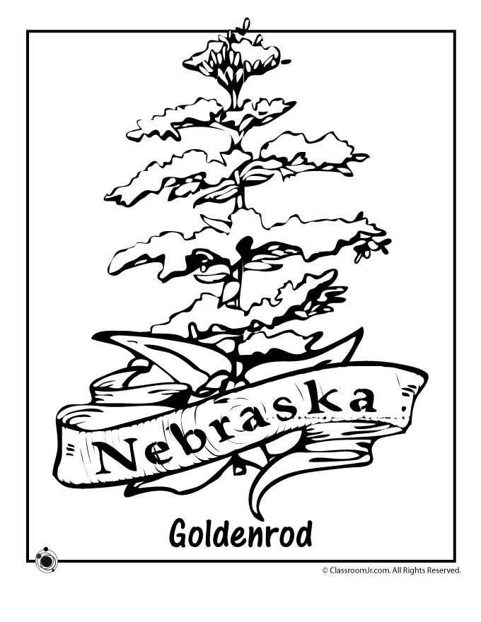 Nebraska State Flower Coloring Page | Woo! Jr. Kids Activities