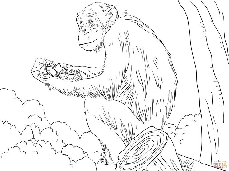 Coloriage - Chimpanz� commun | Coloriages � imprimer gratuits | Monkey coloring  pages, Animal coloring pages, Monster coloring pages