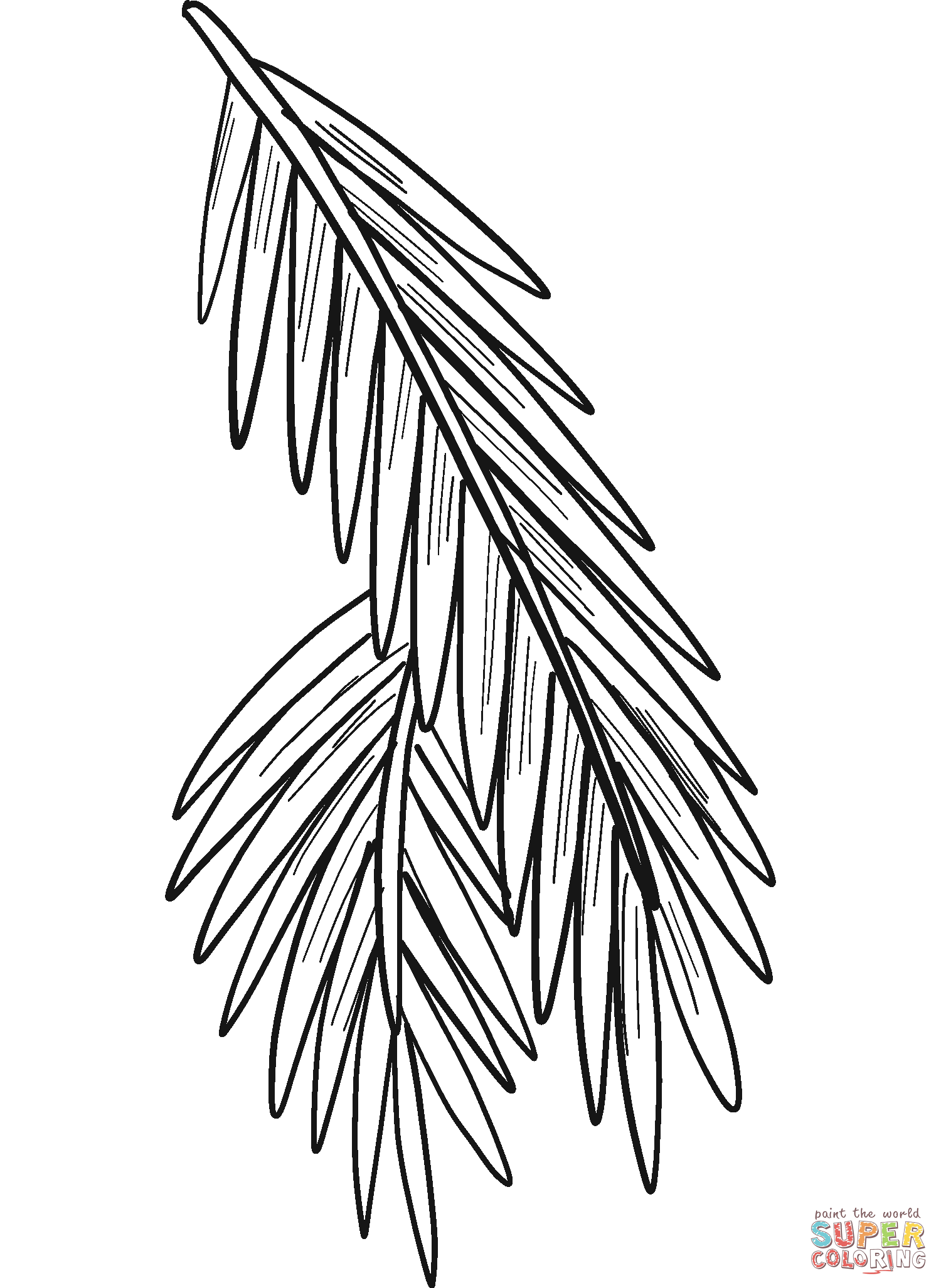 Evergreen Tree Branch coloring page | Free Printable Coloring Pages