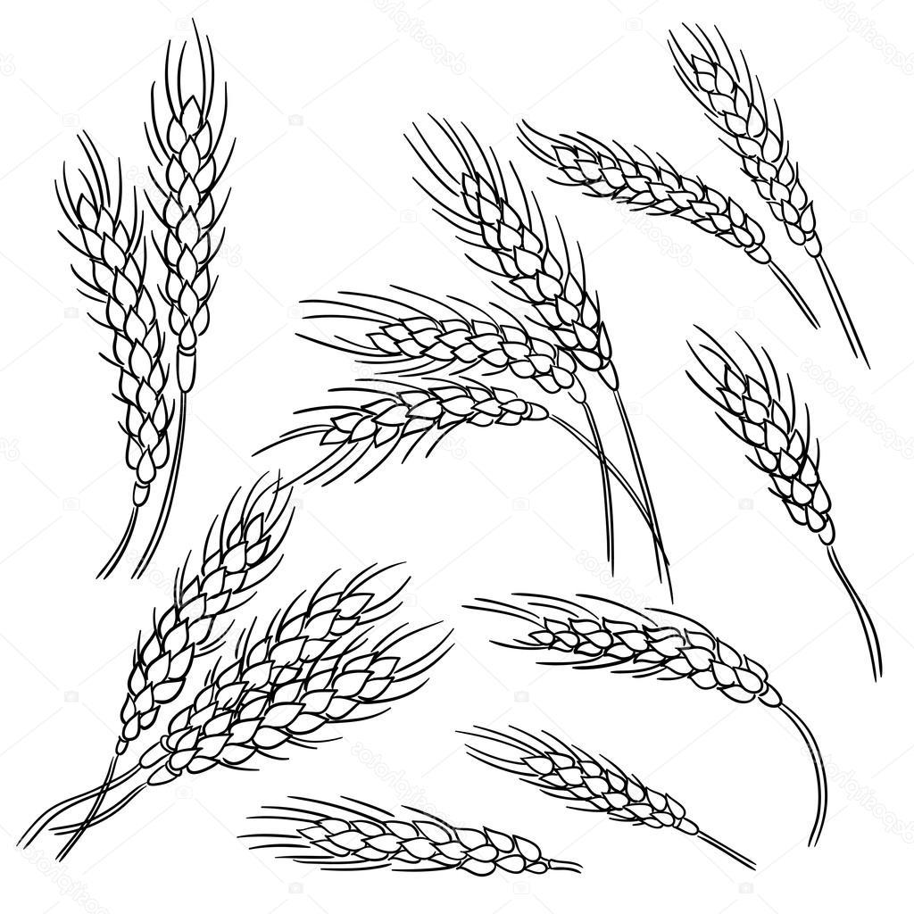 Unique Line Drawing Of Wheat Vector Photos » Free Vector Art ...