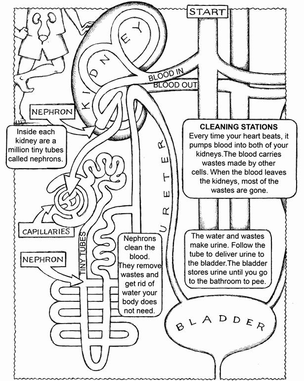 28 Human Body Coloring Page in 2020 | Anatomy coloring book, Human ...