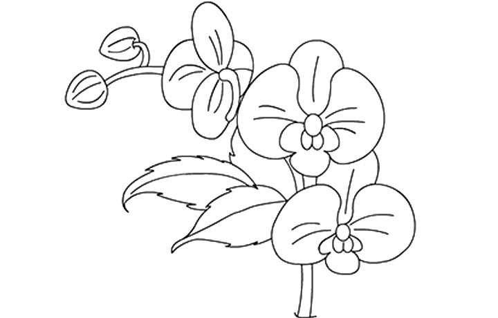 Orchid Coloring Pages - Best Coloring Pages For Kids