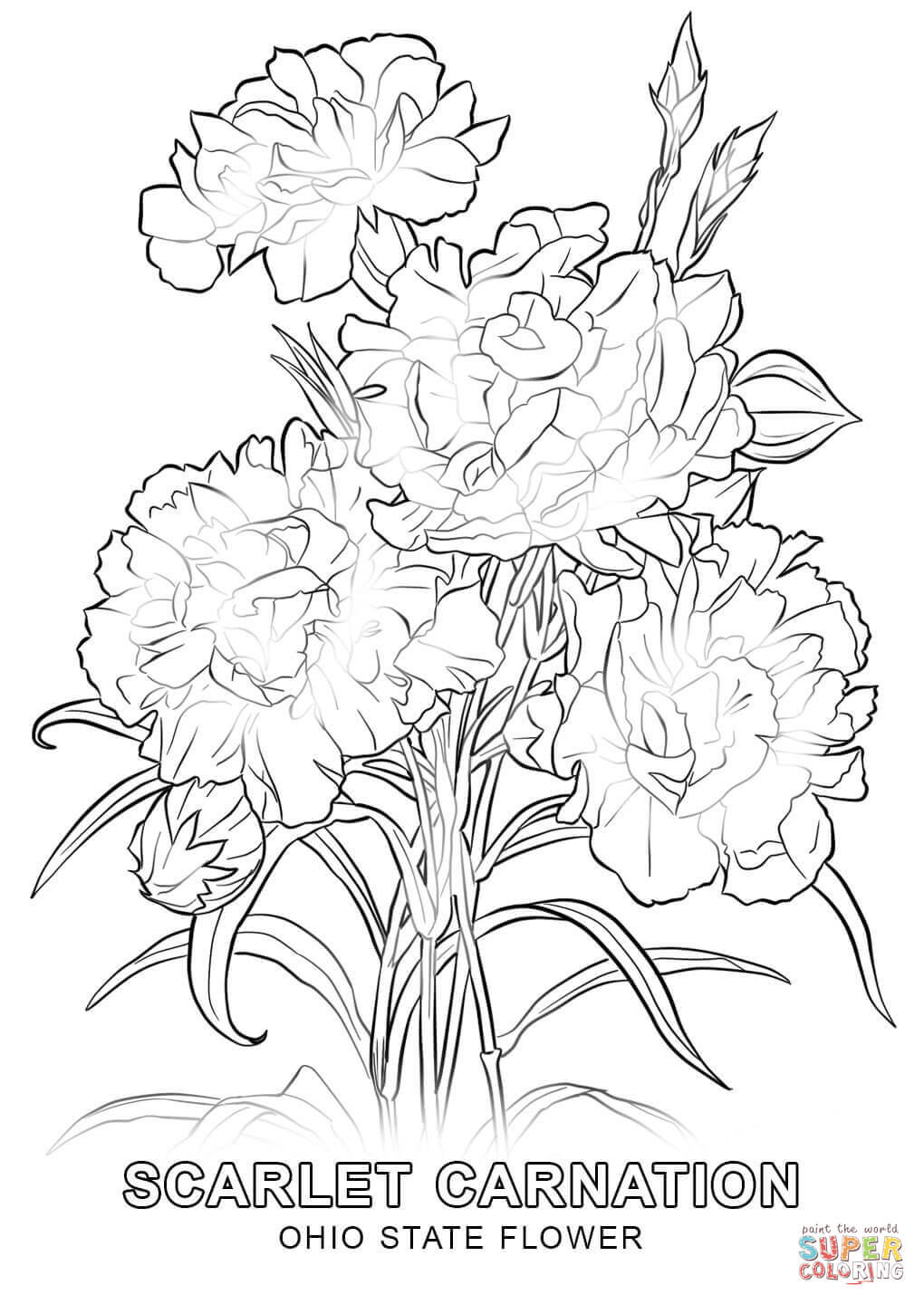 Ohio State Flower coloring page | Free Printable Coloring Pages