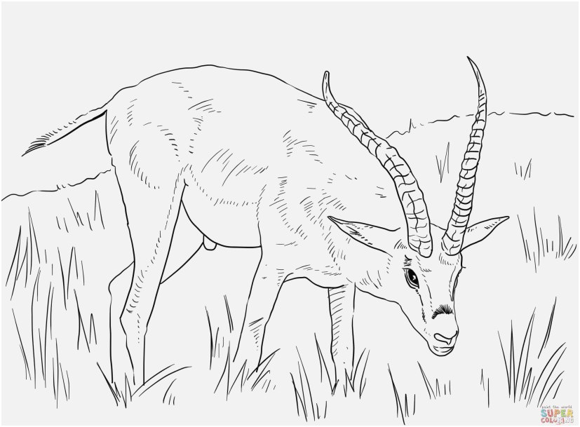 The Right Images Realistic Animal Coloring Pages to Print Sweet ...