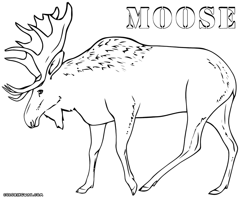 Moose coloring pages | Coloring pages to download and print