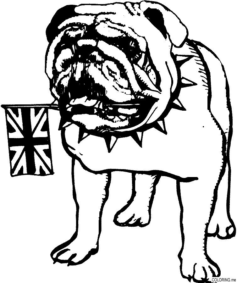 Bull Dog Coloring Pages 217 | Free Printable Coloring Pages