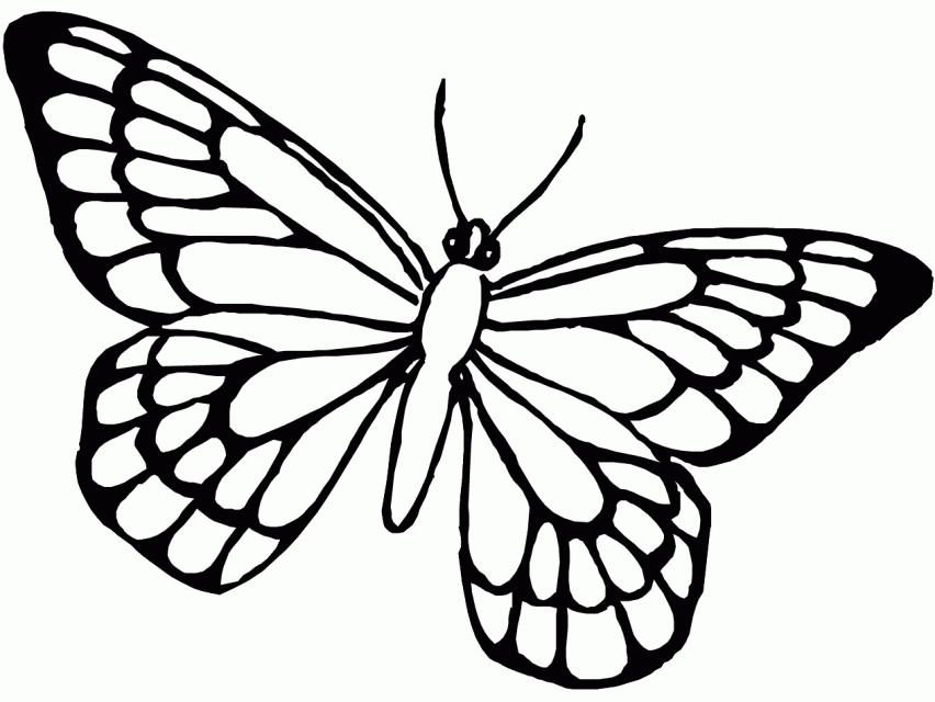 Simple Monarch Butterfly Coloring Page Best Resolutions 