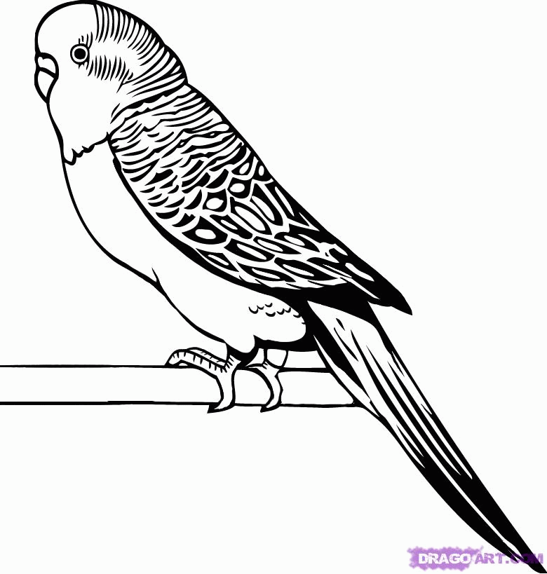 How to Draw a Parakeet, Step by Step, Birds, Animals, FREE Online 