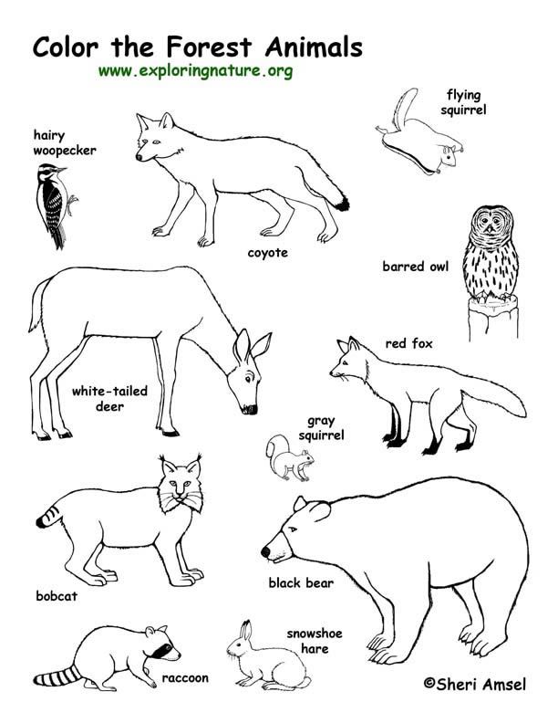 forest animals coloring page exploring nature educational