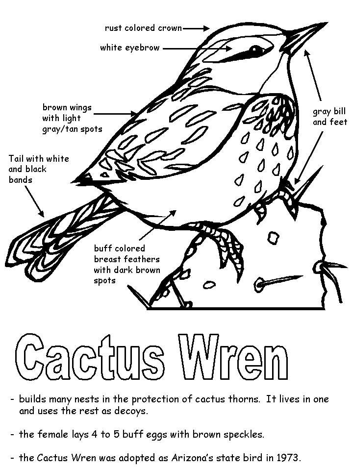 Cactus Wren with labels