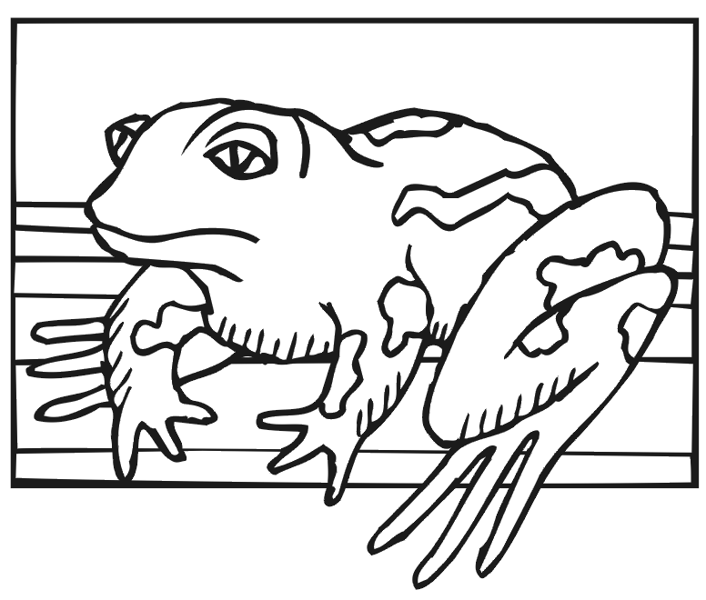 Frog Coloring Page | Frog Sitting Still
