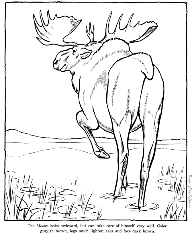 Moose coloring pages - Zoo animals