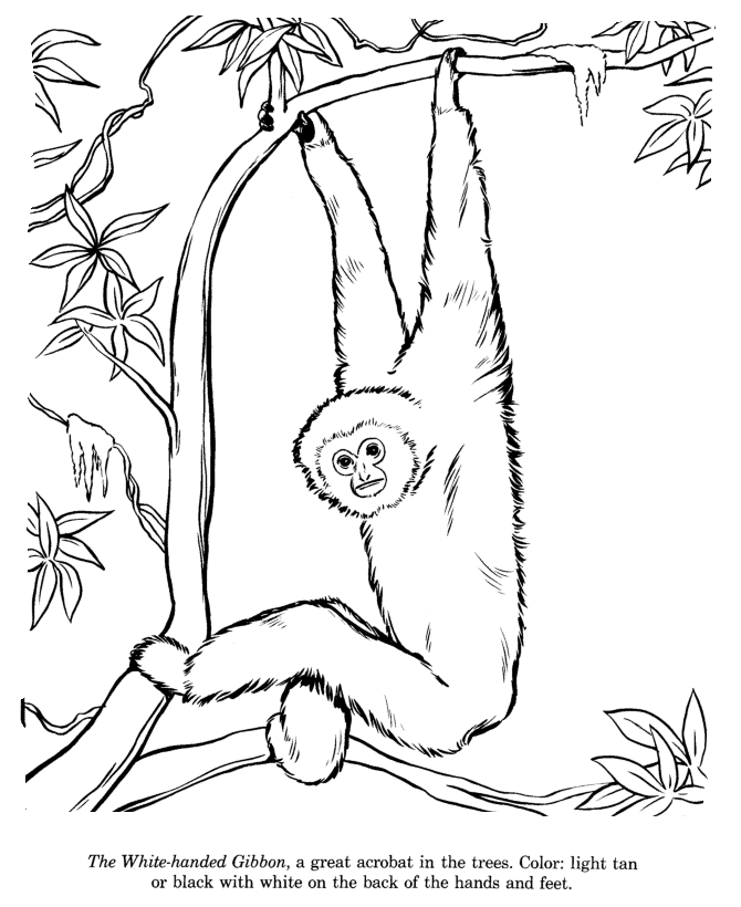 Animal Drawings Coloring Pages | White Handed Gibbon animal 