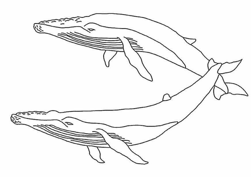 Whales Coloring Pages - Coloring Nation
