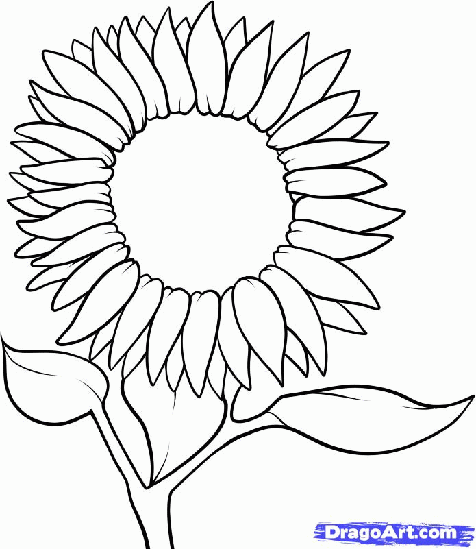 How to Draw a Sunflower, Step by Step, Flowers, Pop Culture, FREE 