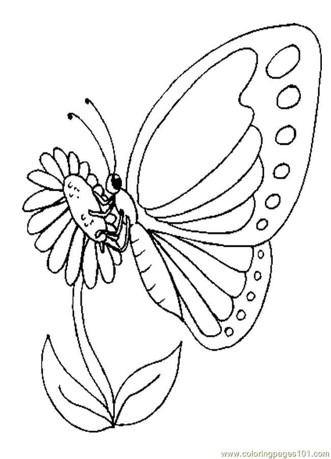 Coloring Pages Butterfly Color (Insects > Butterfly) - free 