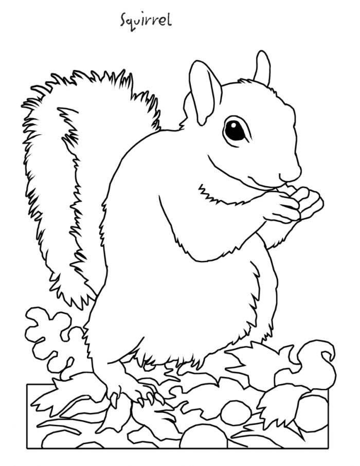 Squirrel Coloring Page : Printable Coloring Book Sheet Online for 