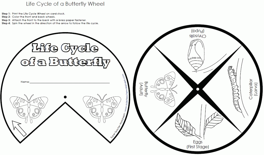 Butterfly life cycle coloring page