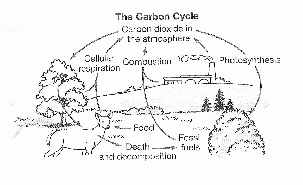 The carbon cycle coloring page worksheet