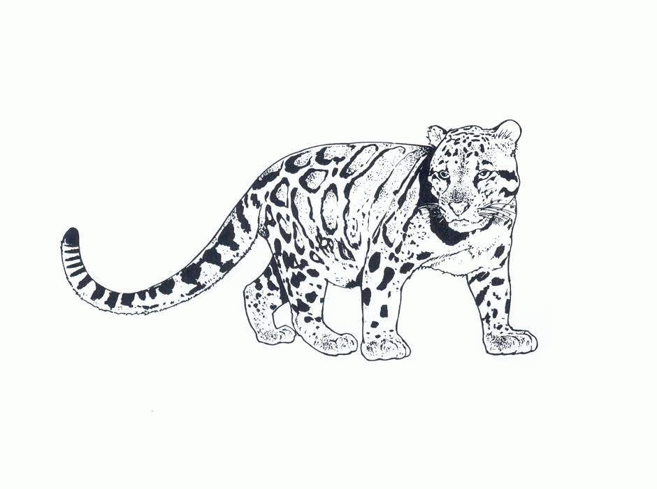 Cheetah Coloring Pages - Coloringpages1001.