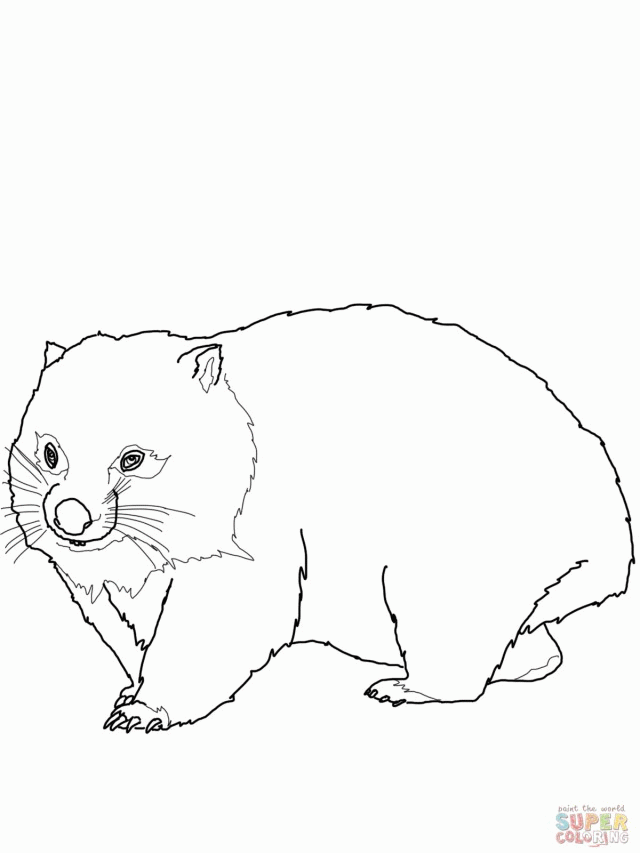 Wombat Coloring Online Super Coloring 206275 Wombat Coloring Page