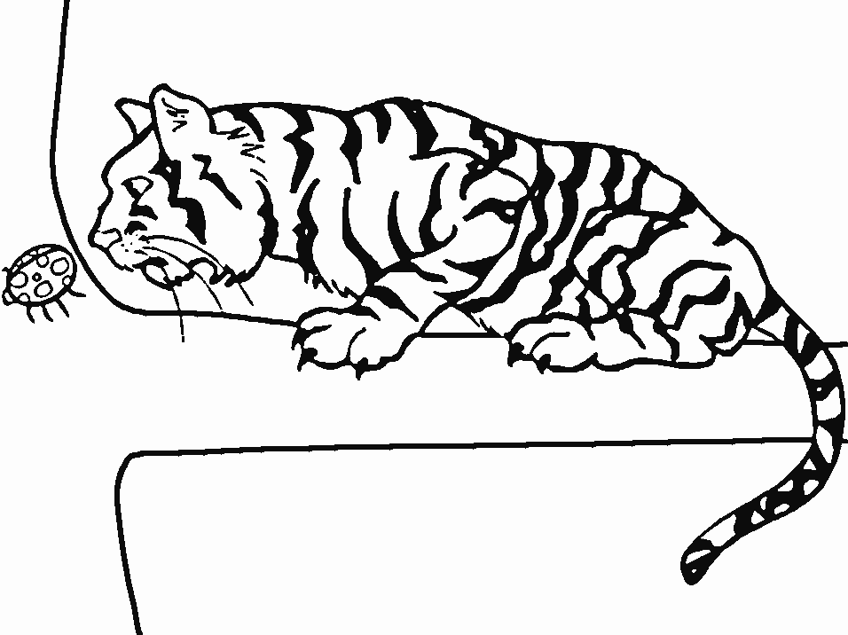 Printable Tigers Tiger8 Animals Coloring Pages - Coloringpagebook.com