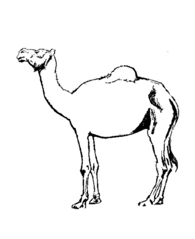 Wild Animal Coloring Pages | Domestic Camel Coloring Page and Kids 