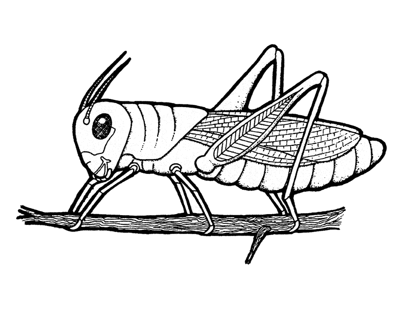 Grasshopper Drawing Outline Images & Pictures - Becuo