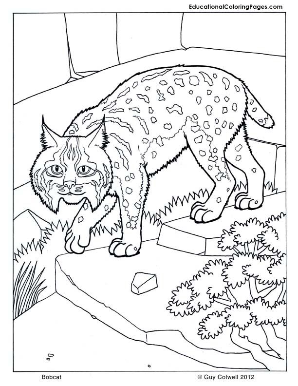 bobcats Colouring Pages (page 2)