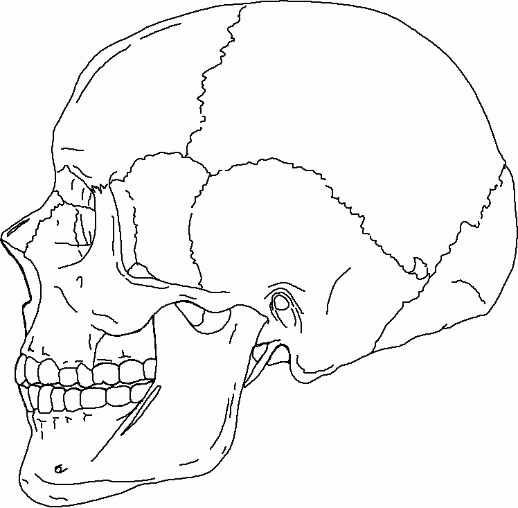 SKELETAL NOTES