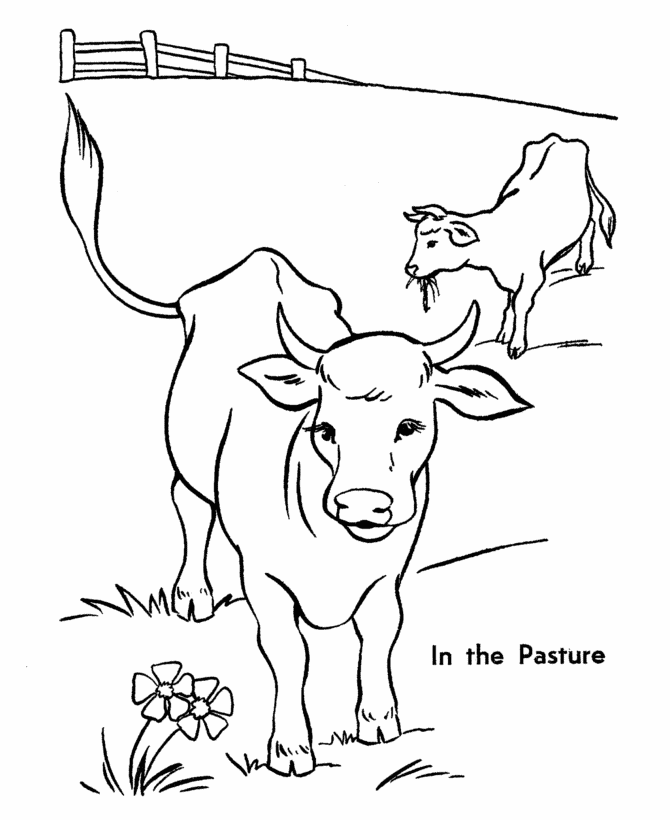 Coloring Pages Of Cows 728 | Free Printable Coloring Pages