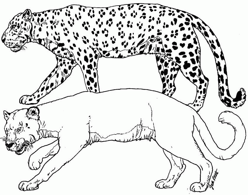 Cheetah Coloring Pages