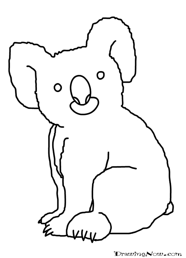 How to Draw Koala Bears : Drawing Tutorials & Drawing & How to 