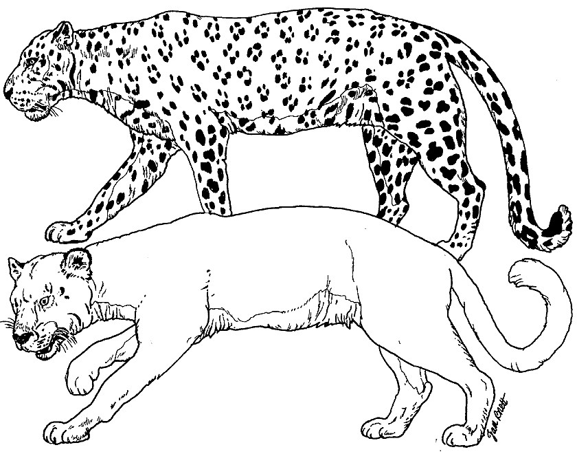 On Noah's Ark Leopard