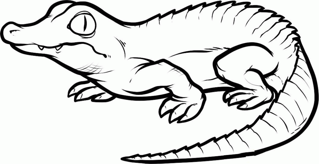 Animal Coloring Free Printable Crocodile Coloring Pages For Kids 