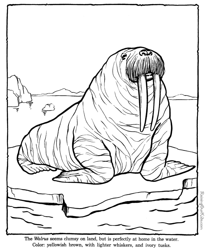Walrus coloring sheets to color
