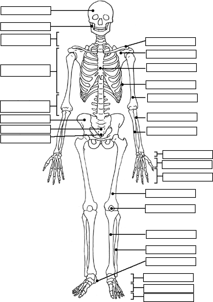 human muscular system Colouring Pages