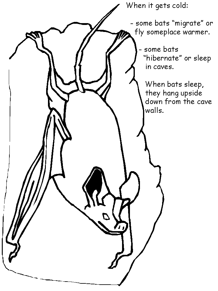 Bat Facts Coloring Book Page