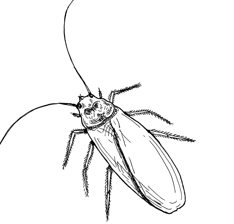 cucarachas Colouring Pages (page 2)