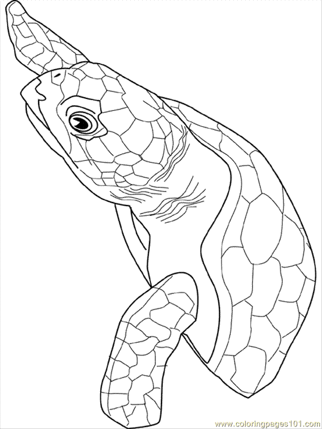 logger head Colouring Pages (page 2)