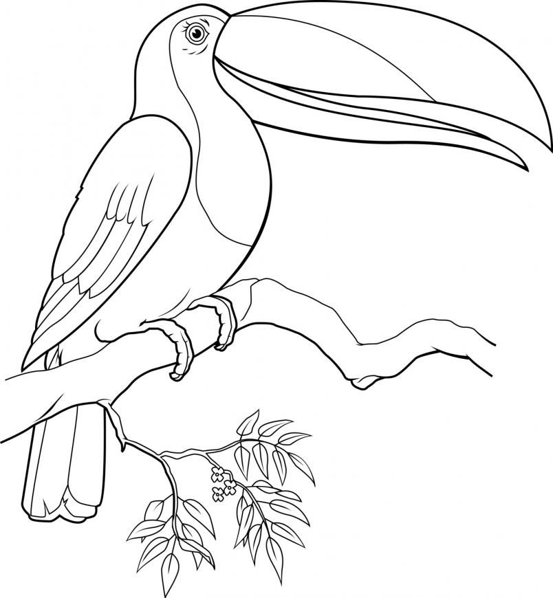 toucan coloring pictures | Coloring Picture HD For Kids | Fransus 
