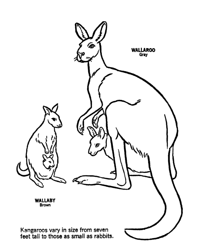 Kangaroo Coloring Sheets | Coloring Pages