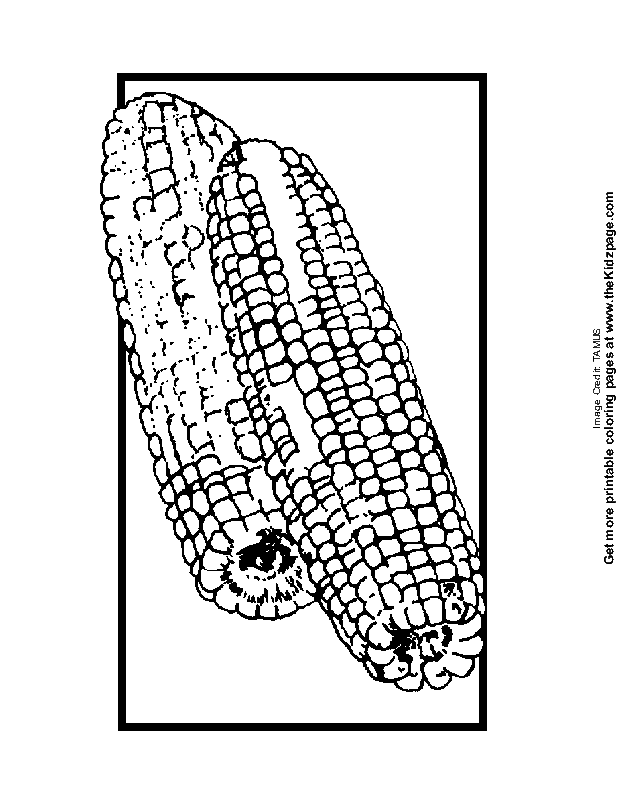 Corn on cob Colouring Pages (page 3)