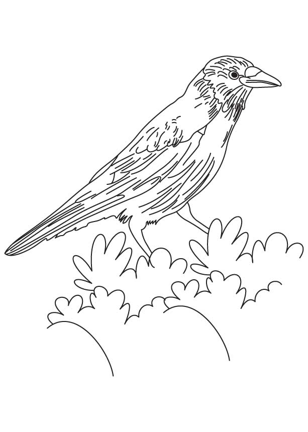 Common flicker Colouring Pages (page 2)